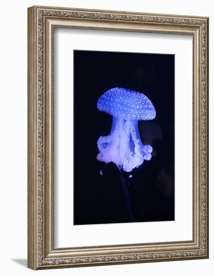 Blue Jellyfish-greta6-Framed Photographic Print