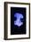 Blue Jellyfish-greta6-Framed Photographic Print