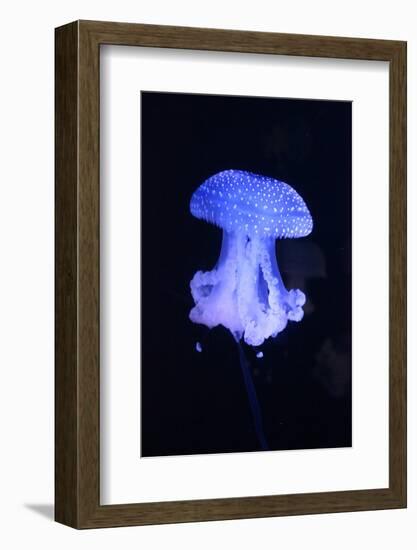 Blue Jellyfish-greta6-Framed Photographic Print