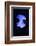 Blue Jellyfish-greta6-Framed Photographic Print