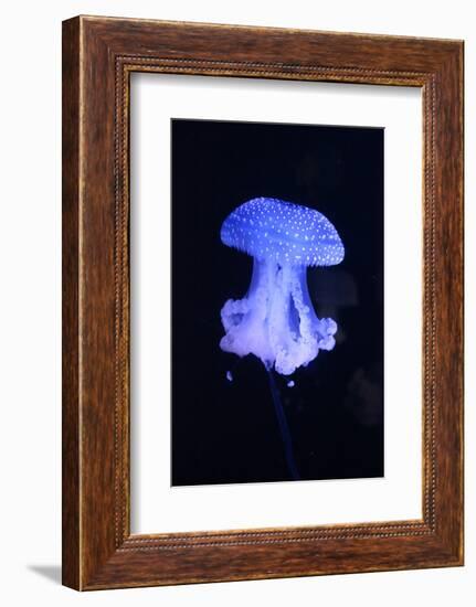 Blue Jellyfish-greta6-Framed Photographic Print