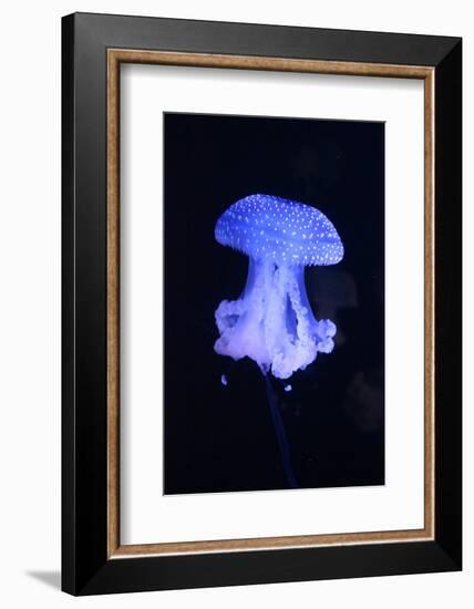 Blue Jellyfish-greta6-Framed Photographic Print