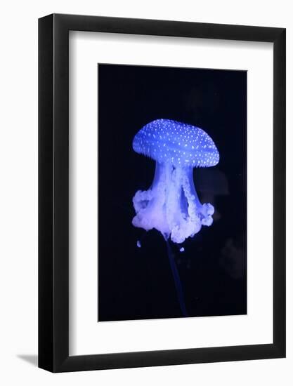 Blue Jellyfish-greta6-Framed Photographic Print