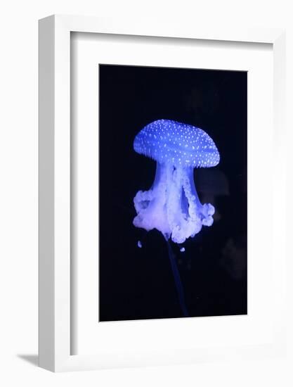 Blue Jellyfish-greta6-Framed Photographic Print