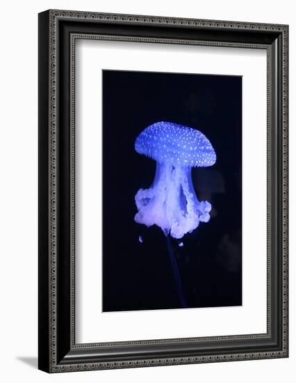 Blue Jellyfish-greta6-Framed Photographic Print