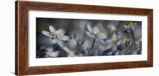 Blue Joy Ll-Heidi Westum-Framed Photographic Print