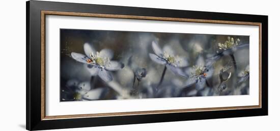 Blue Joy Ll-Heidi Westum-Framed Photographic Print