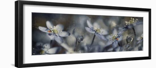Blue Joy Ll-Heidi Westum-Framed Photographic Print