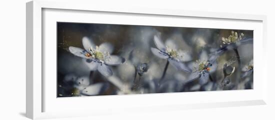 Blue Joy Ll-Heidi Westum-Framed Photographic Print