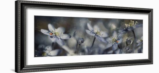 Blue Joy Ll-Heidi Westum-Framed Photographic Print