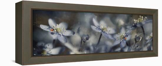 Blue Joy Ll-Heidi Westum-Framed Premier Image Canvas