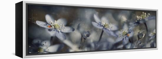 Blue Joy Ll-Heidi Westum-Framed Premier Image Canvas