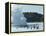 Blue Lagoon (Mineral Baths), Near Keflavik, Iceland, Polar Regions-Ethel Davies-Framed Premier Image Canvas