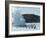 Blue Lagoon (Mineral Baths), Near Keflavik, Iceland, Polar Regions-Ethel Davies-Framed Photographic Print