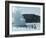 Blue Lagoon (Mineral Baths), Near Keflavik, Iceland, Polar Regions-Ethel Davies-Framed Photographic Print