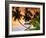 Blue Lagoon Resort Beach, Weno Centre, Micronesia-John Elk III-Framed Photographic Print