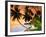 Blue Lagoon Resort Beach, Weno Centre, Micronesia-John Elk III-Framed Photographic Print