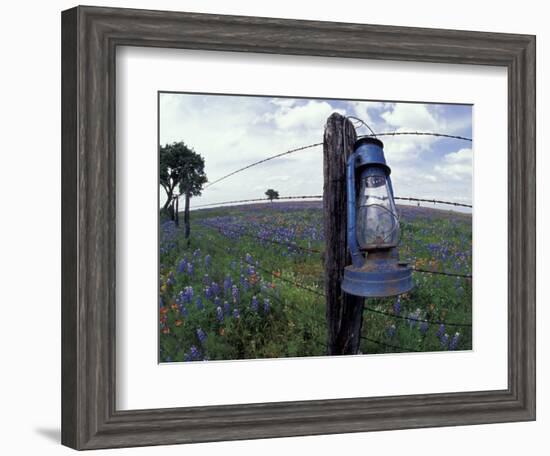 Blue Lantern, Oak Tree and Wildflowers, Llano, Texas, USA-Darrell Gulin-Framed Photographic Print