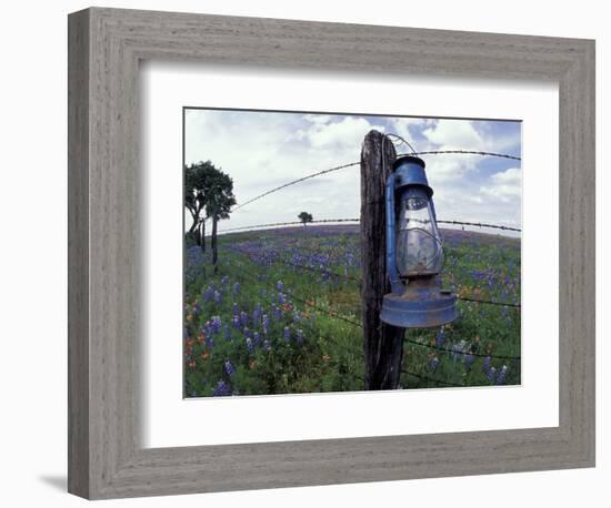 Blue Lantern, Oak Tree and Wildflowers, Llano, Texas, USA-Darrell Gulin-Framed Photographic Print