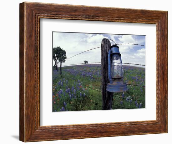 Blue Lantern, Oak Tree and Wildflowers, Llano, Texas, USA-Darrell Gulin-Framed Photographic Print