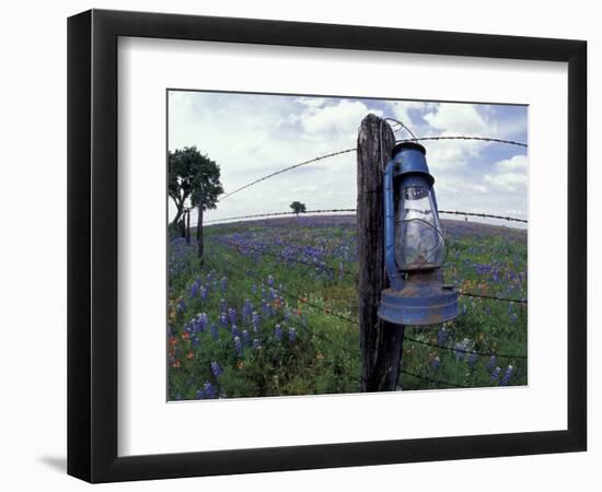 Blue Lantern, Oak Tree and Wildflowers, Llano, Texas, USA-Darrell Gulin-Framed Photographic Print