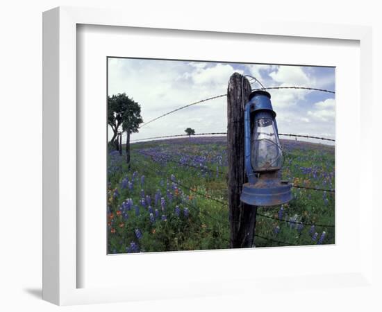 Blue Lantern, Oak Tree and Wildflowers, Llano, Texas, USA-Darrell Gulin-Framed Photographic Print