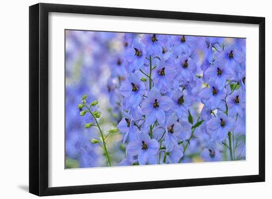 Blue Larkspur Flowers-Cora Niele-Framed Giclee Print