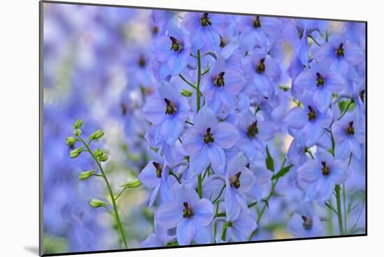 Blue Larkspur Flowers-Cora Niele-Mounted Giclee Print