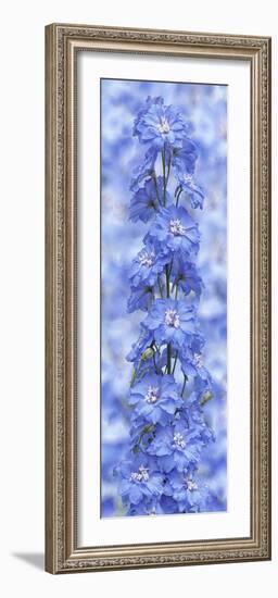 Blue Larkspur-Cora Niele-Framed Photographic Print