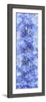 Blue Larkspur-Cora Niele-Framed Photographic Print