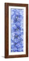 Blue Larkspur-Cora Niele-Framed Photographic Print