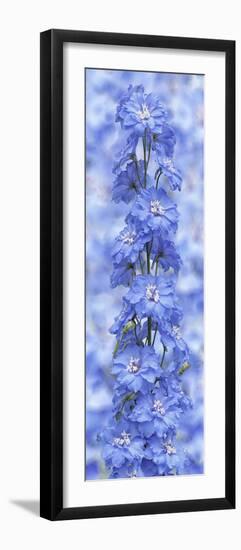 Blue Larkspur-Cora Niele-Framed Photographic Print