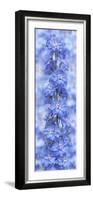 Blue Larkspur-Cora Niele-Framed Photographic Print