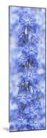Blue Larkspur-Cora Niele-Mounted Photographic Print