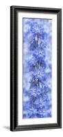 Blue Larkspur-Cora Niele-Framed Photographic Print
