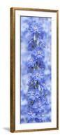 Blue Larkspur-Cora Niele-Framed Photographic Print