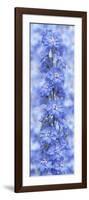 Blue Larkspur-Cora Niele-Framed Photographic Print