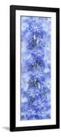 Blue Larkspur-Cora Niele-Framed Photographic Print