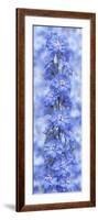 Blue Larkspur-Cora Niele-Framed Photographic Print