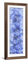 Blue Larkspur-Cora Niele-Framed Photographic Print