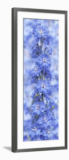 Blue Larkspur-Cora Niele-Framed Photographic Print