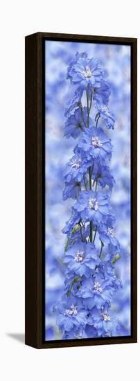 Blue Larkspur-Cora Niele-Framed Premier Image Canvas