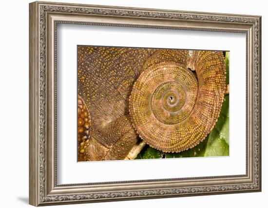 Blue-legged chameleon, close up of tail, Madagascar-Chris Mattison-Framed Photographic Print