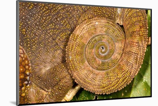 Blue-legged chameleon, close up of tail, Madagascar-Chris Mattison-Mounted Photographic Print