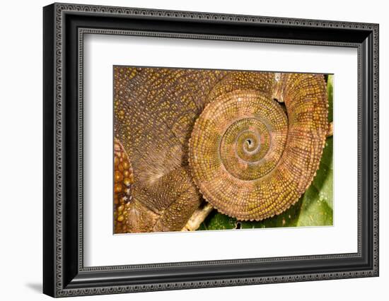 Blue-legged chameleon, close up of tail, Madagascar-Chris Mattison-Framed Photographic Print