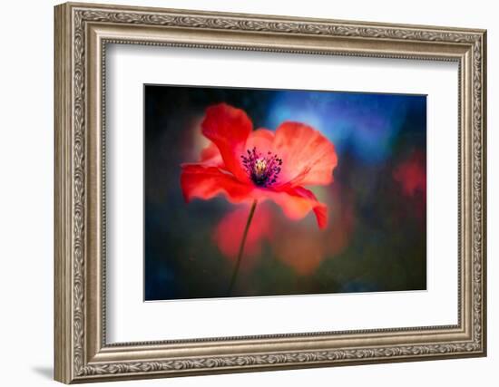 Blue Light Poppy-Ursula Abresch-Framed Photographic Print