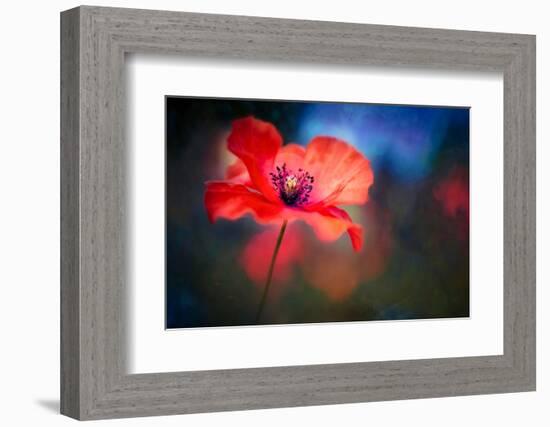 Blue Light Poppy-Ursula Abresch-Framed Photographic Print