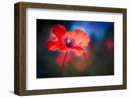 Blue Light Poppy-Ursula Abresch-Framed Photographic Print