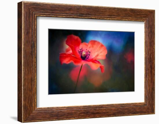 Blue Light Poppy-Ursula Abresch-Framed Photographic Print