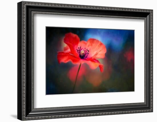 Blue Light Poppy-Ursula Abresch-Framed Photographic Print